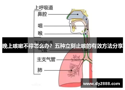 晚上咳嗽不停怎么办?五种立刻止咳的有效方法分享